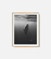 Minimalist black and white marine life wall art