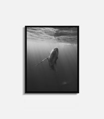 Fine art whale photography print in black and white