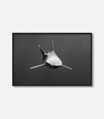 Form Follows Function
