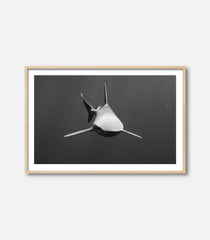 Form Follows Function