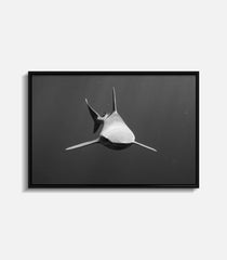 Form Follows Function