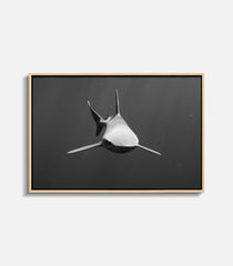 Form Follows Function