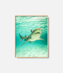 Underwater shark wall art in framed print, premium ocean decor for modern interiors