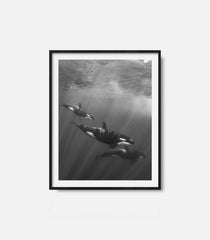 Framed underwater wall art featuring dolphins in black and white, calm ocean decor