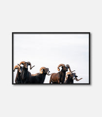 Wildlife wall art of rams in framed print, modern minimal interior decor