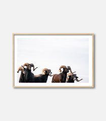 Framed animal wall art showing rams with curved horns, premium decor