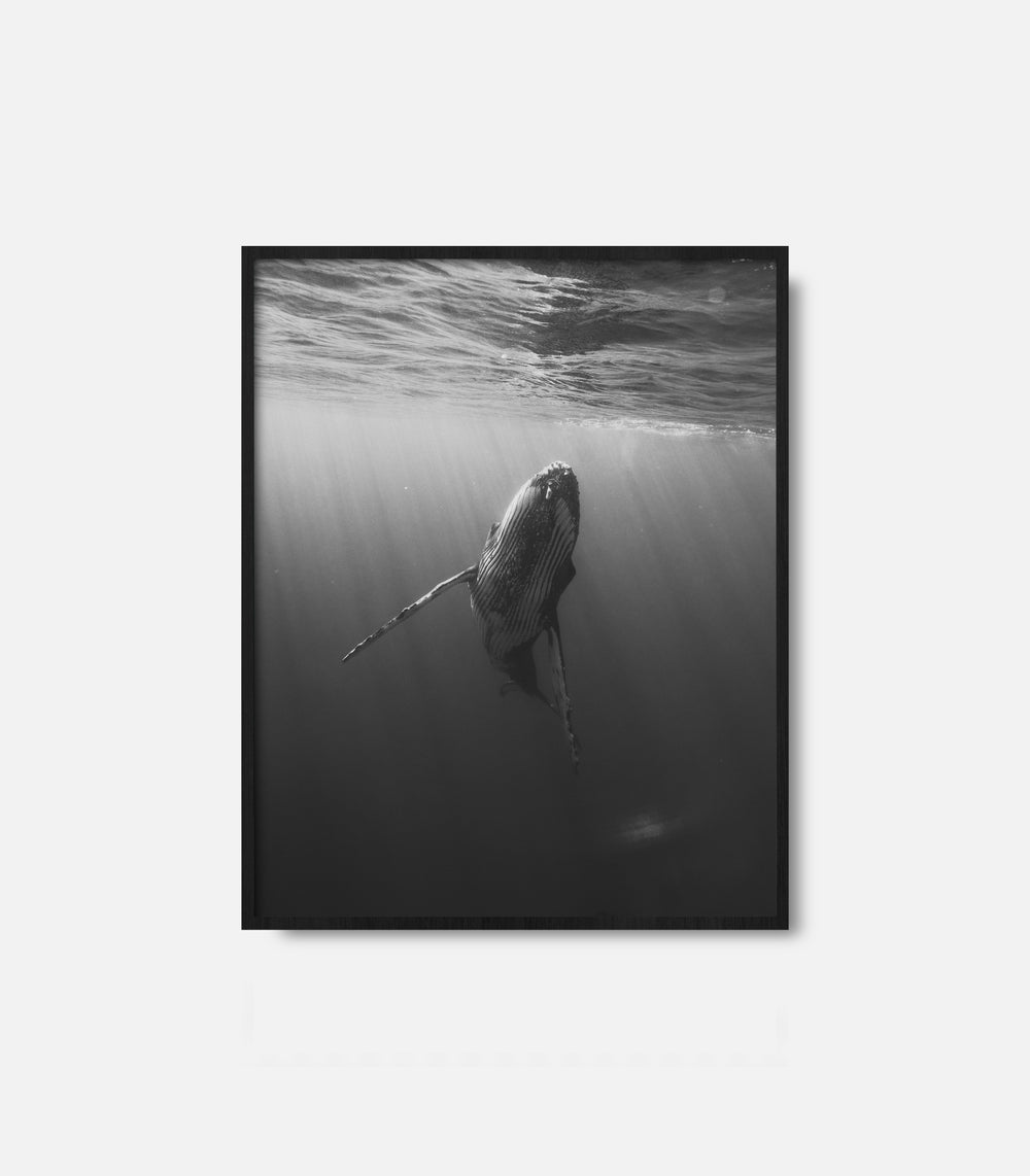 Monochrome ocean photography of a whale swimming below surface