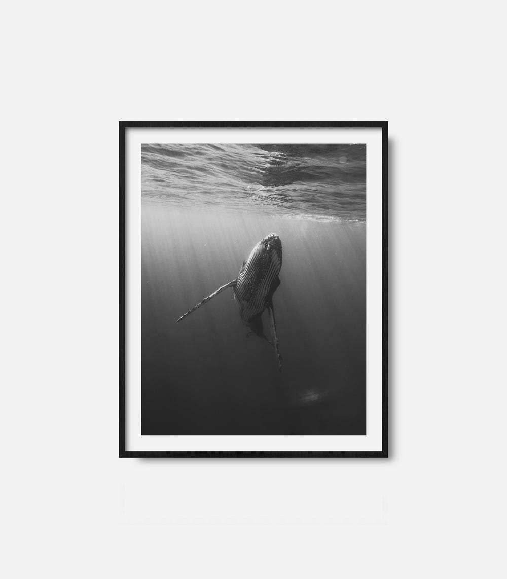 Black and white whale underwater wall art print