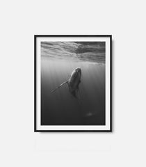 Black and white whale underwater wall art print