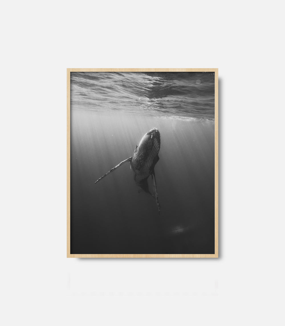 Monochrome ocean photography of a whale swimming below surface