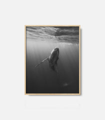 Monochrome ocean photography of a whale swimming below surface