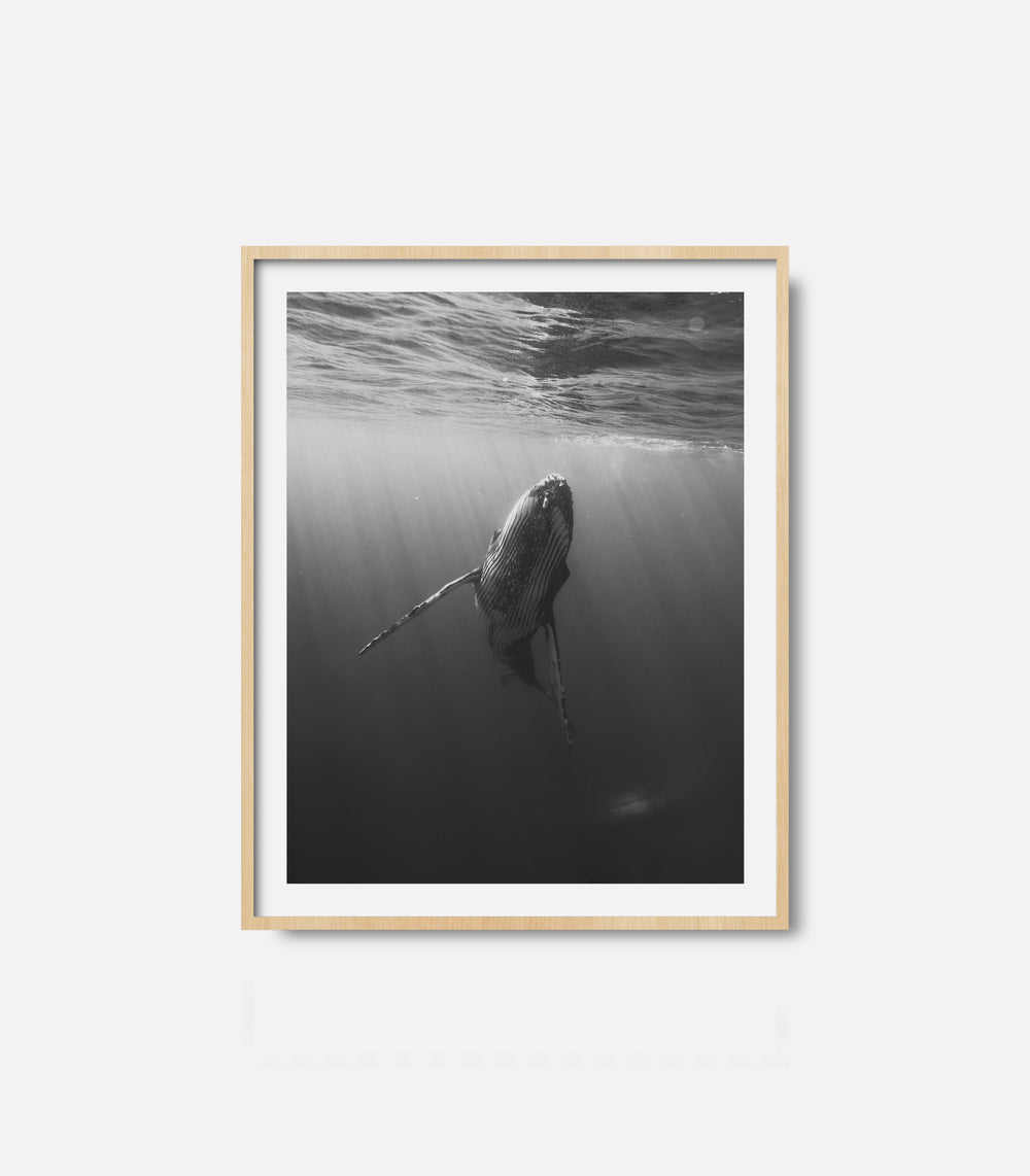 Minimalist black and white marine life wall art