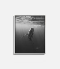 High contrast whale underwater print for modern interiors