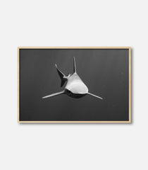 Form Follows Function