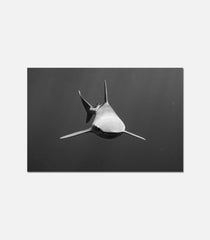 Form Follows Function