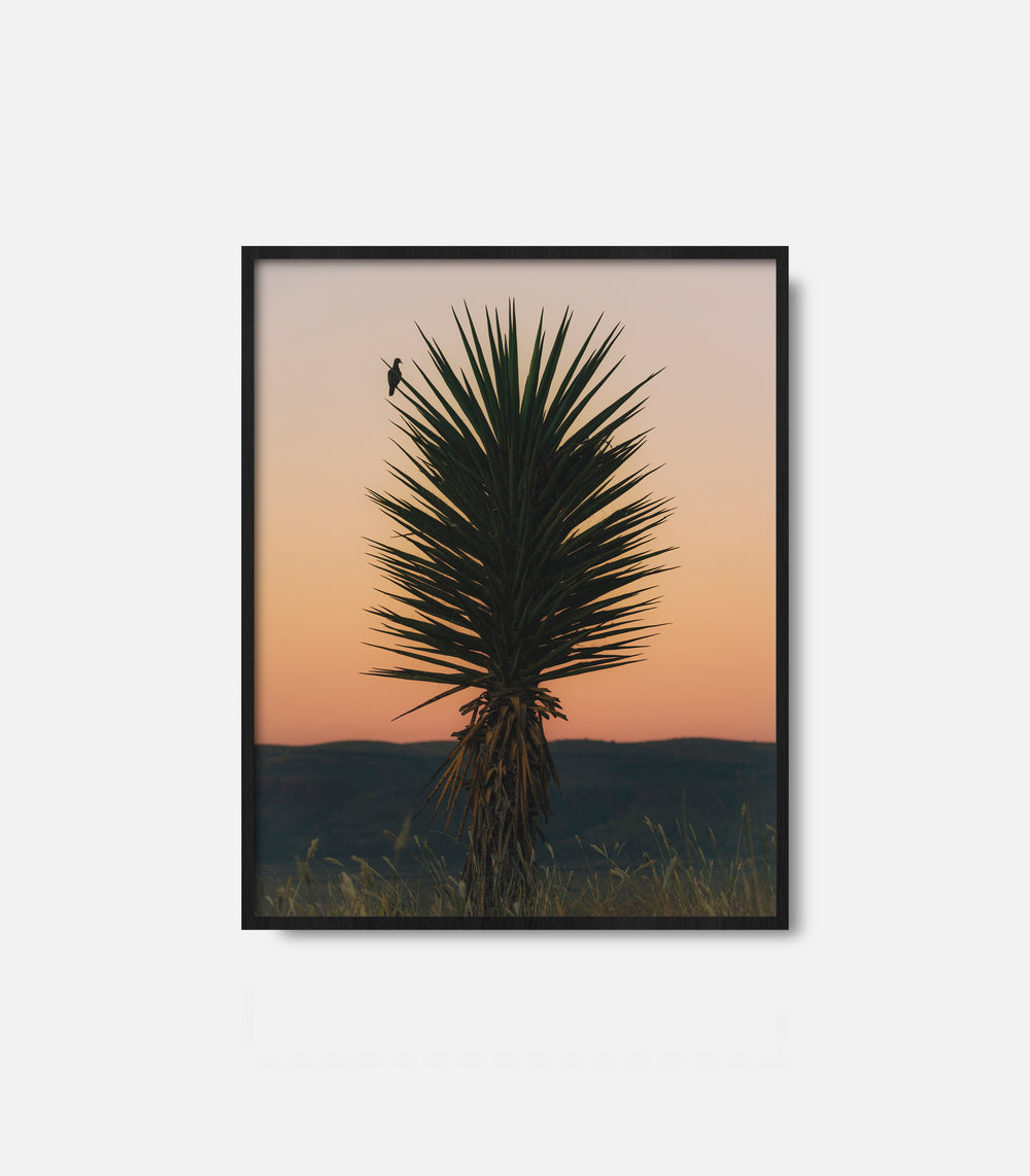 Framed desert wall art featuring cactus at sunset, calm western decor