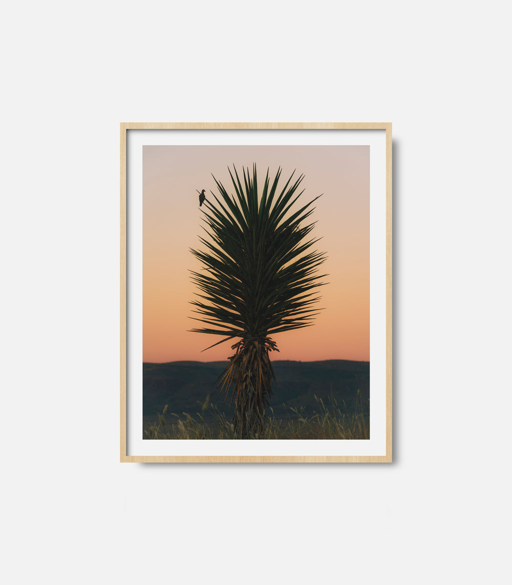 Framed desert photography wall art with cactus and warm sunset sky