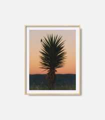 Framed desert photography wall art with cactus and warm sunset sky