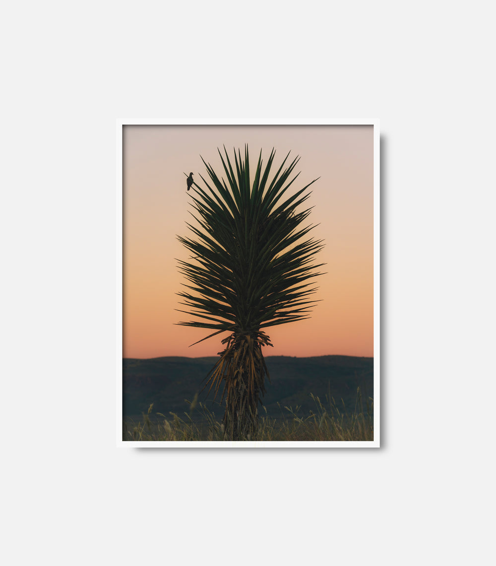 Minimal desert wall art print featuring cactus at sunset, modern decor