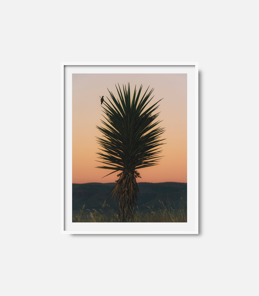 Framed cactus wall art in desert sunset scene, calm interior decor