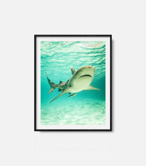 Framed shark wall art featuring underwater ocean scene, bold statement decor