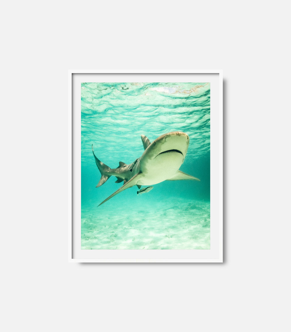 Shark ocean wall art print in frame, calm blue underwater decor for interiors