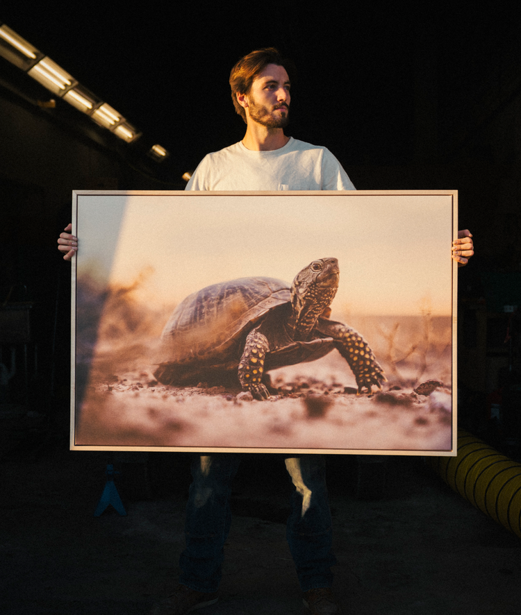 Man holding large framed wildlife photography print of a tortoise, premium statement wall art