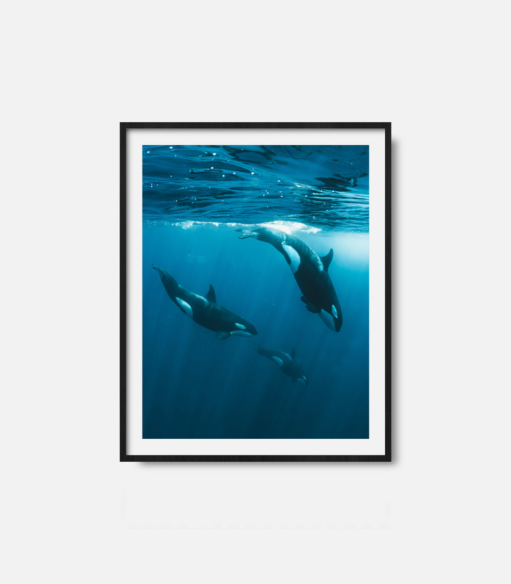 Framed orca wall art featuring whales swimming underwater, ocean decor