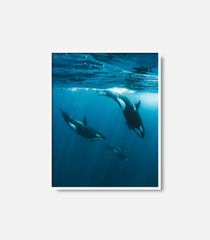 Ocean wall art featuring orcas underwater, framed modern decor
