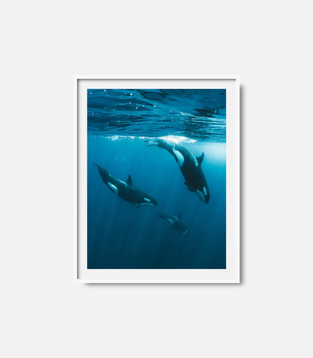 Framed underwater photography of orcas swimming, serene ocean decor