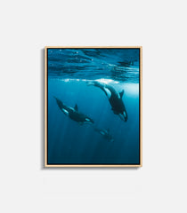 Underwater wall art featuring orca whales in ocean, framed decor