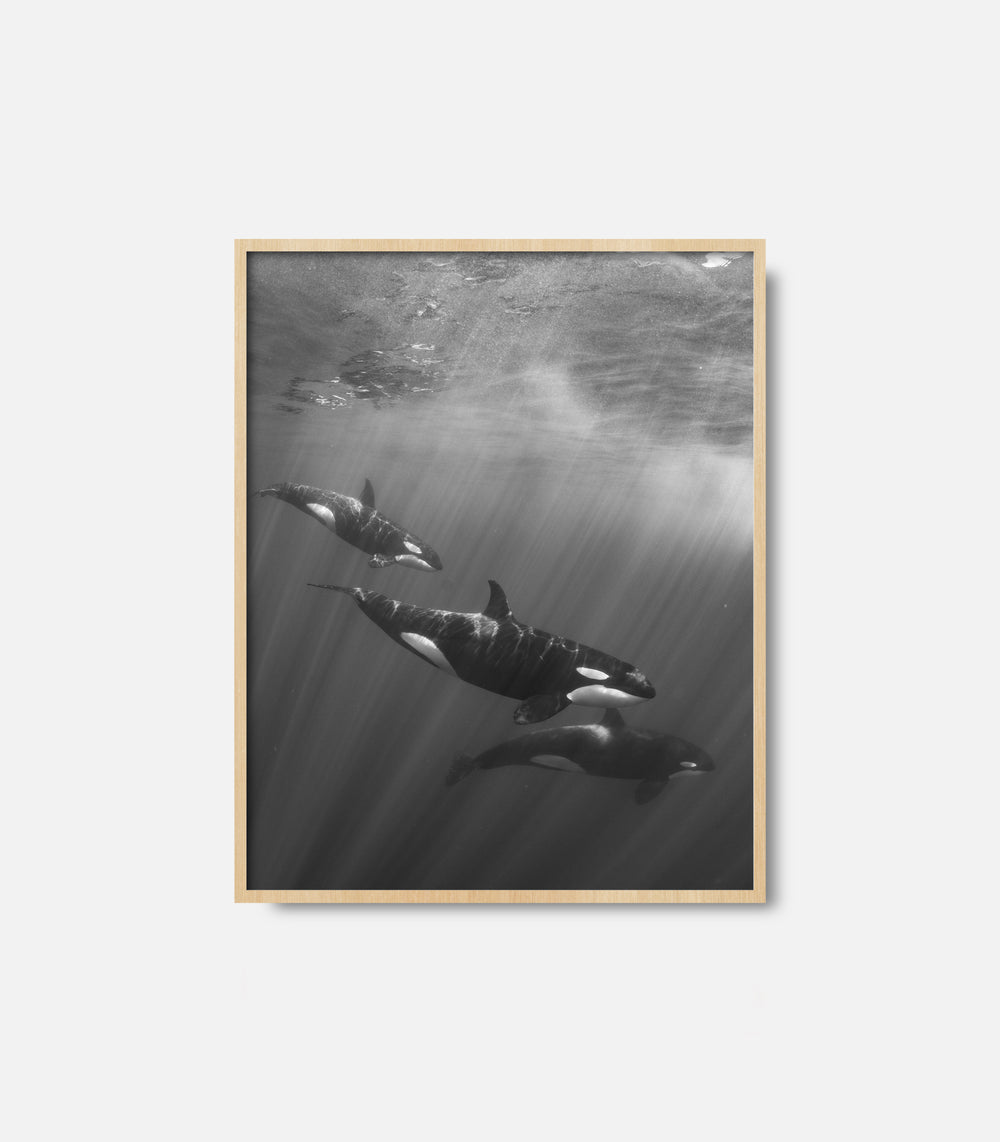 Black and white ocean wall art of dolphins underwater, framed premium decor