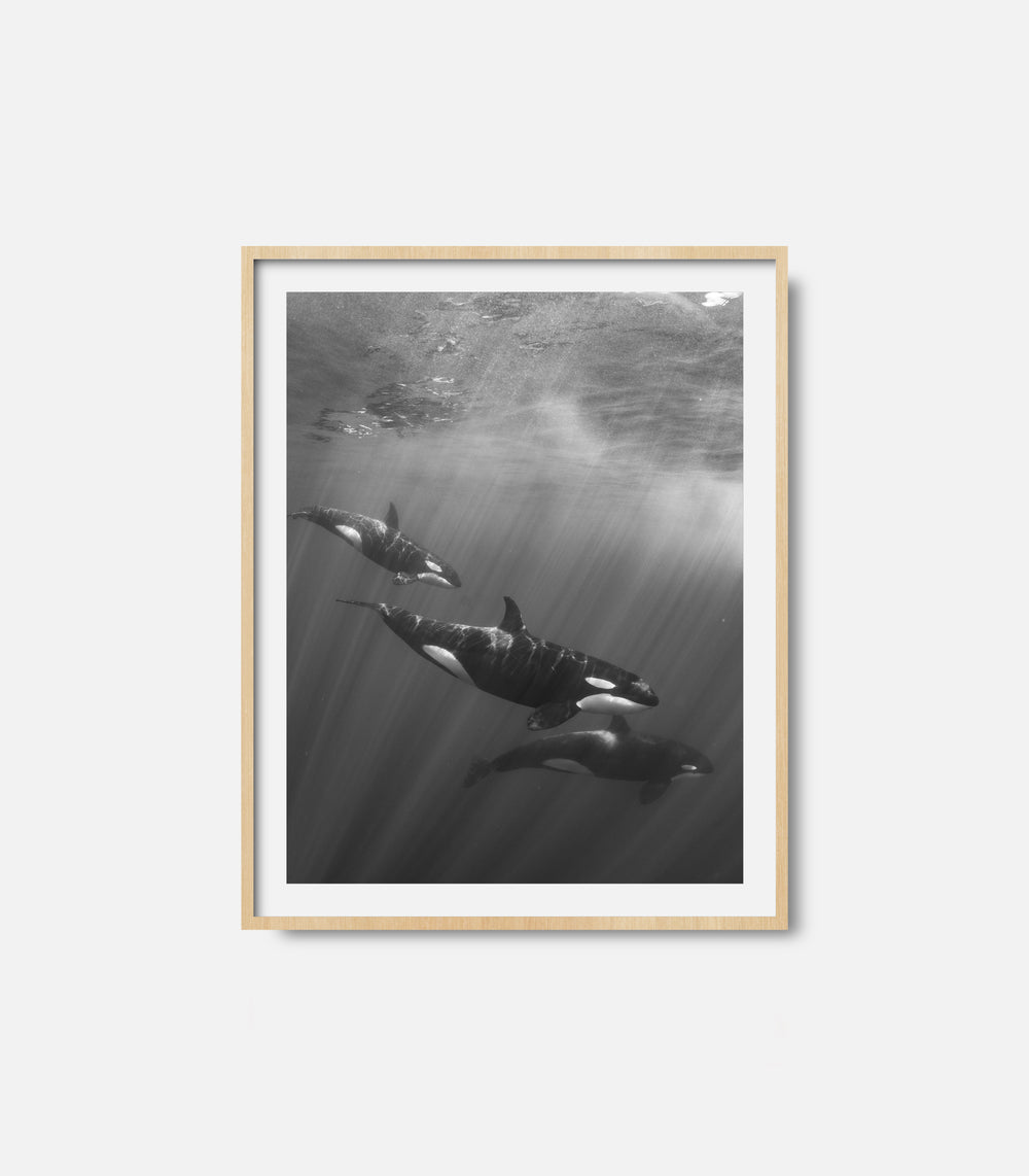 Ocean wall art featuring dolphins underwater in black and white, framed decor