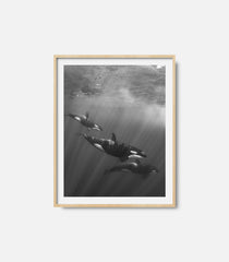 Ocean wall art featuring dolphins underwater in black and white, framed decor