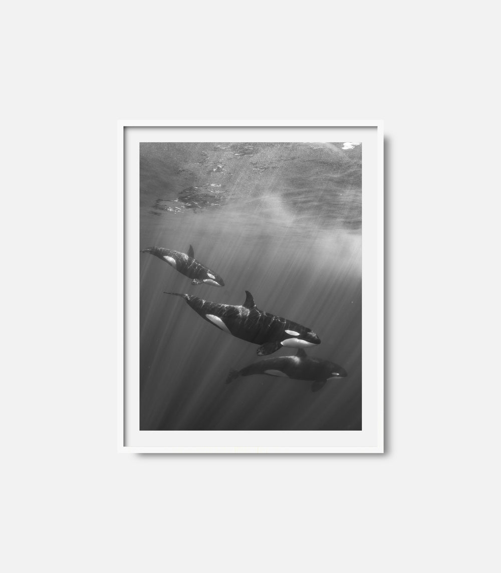 Underwater wall art print of dolphins in monochrome, framed modern decor