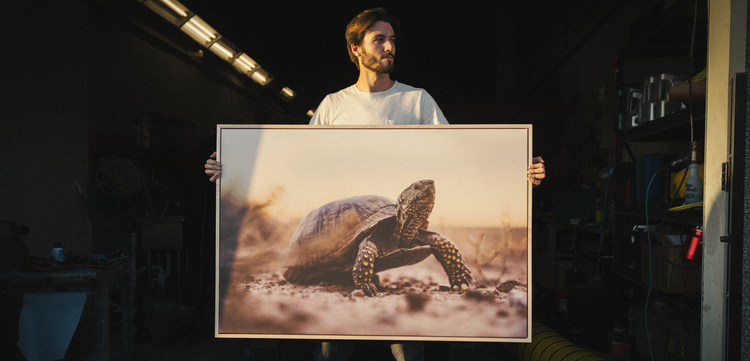 Man holding large framed wildlife photography print of a tortoise, premium statement wall art