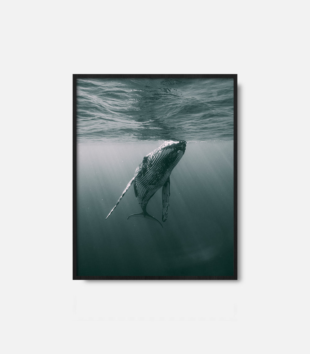 Framed whale wall art featuring whale swimming near ocean surface, calm decor