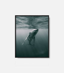 Framed whale wall art featuring whale swimming near ocean surface, calm decor