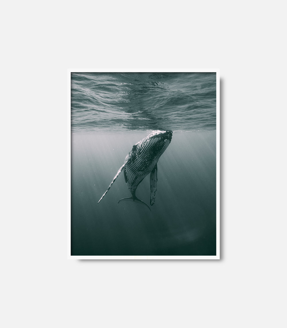 Framed marine life wall art featuring whale beneath surface, calm decor