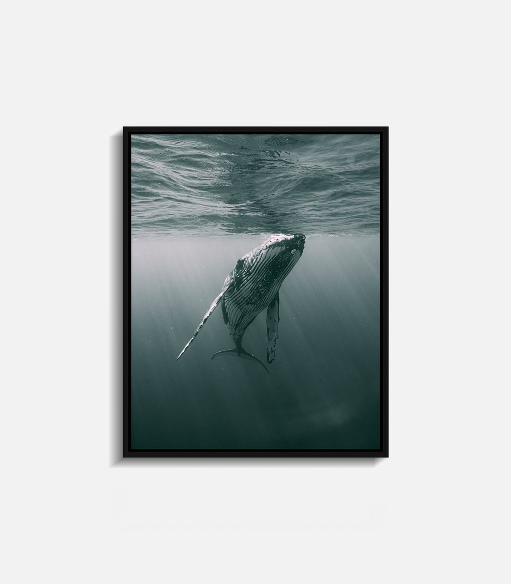 Framed underwater photography of whale near surface, serene wall art