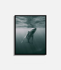 Framed underwater photography of whale near surface, serene wall art