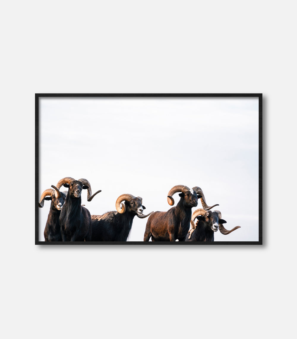 Wildlife wall art of rams in framed print, modern minimal interior decor