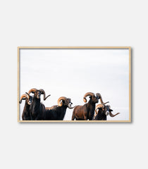 Wildlife wall art of rams in framed print, modern minimal interior decor