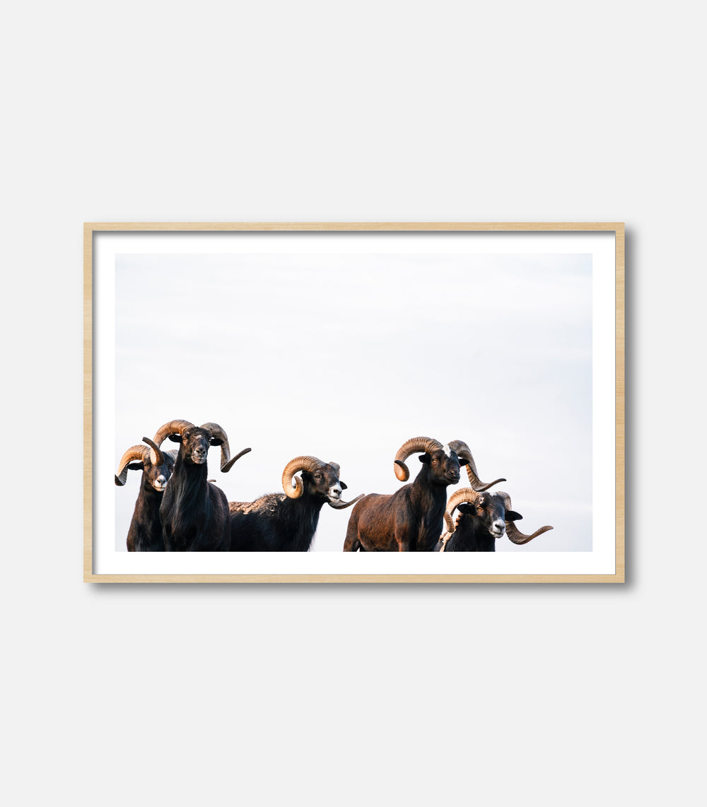 Framed animal wall art showing rams with curved horns, premium decor