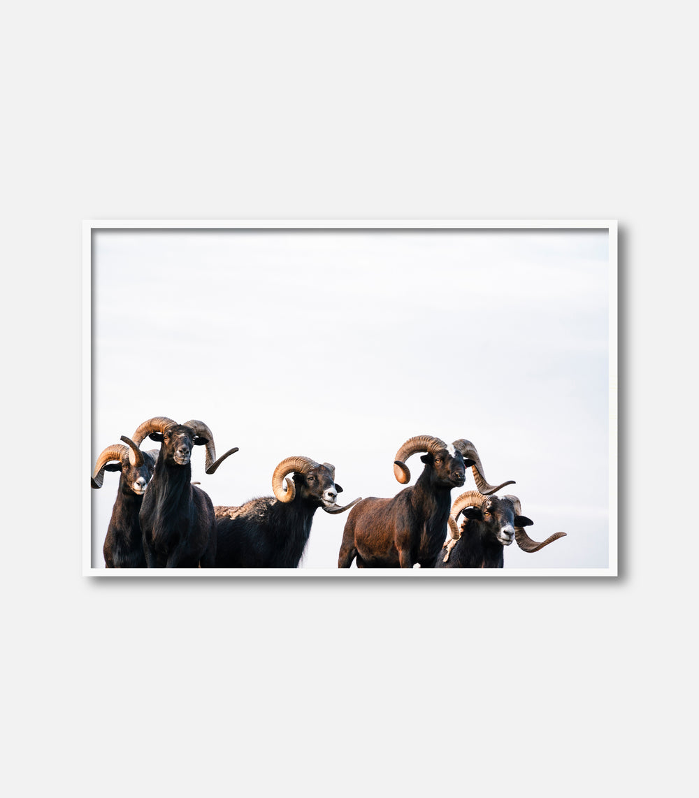 Minimal wildlife photography wall art of rams, framed statement piece