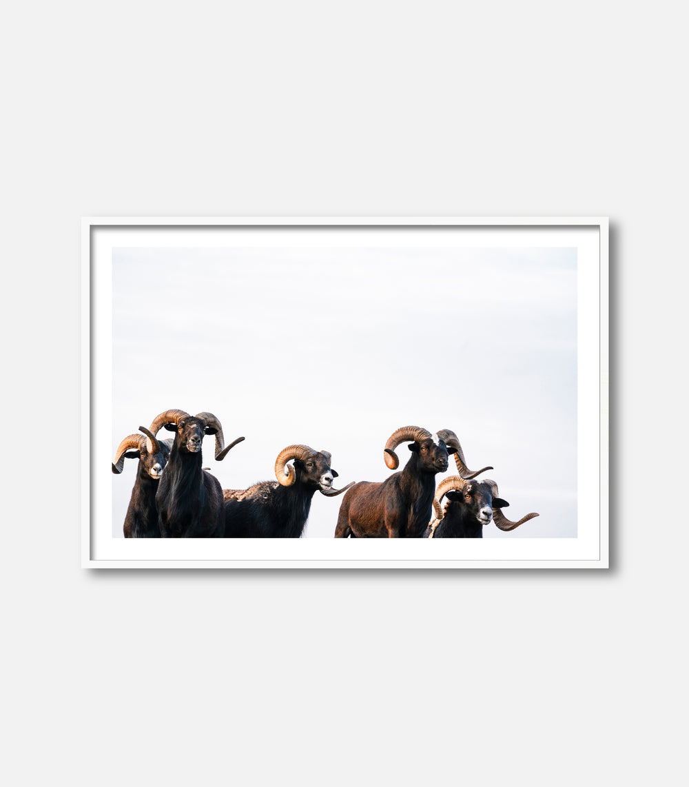 Wildlife wall art print of rams with horns, minimal premium interior decor