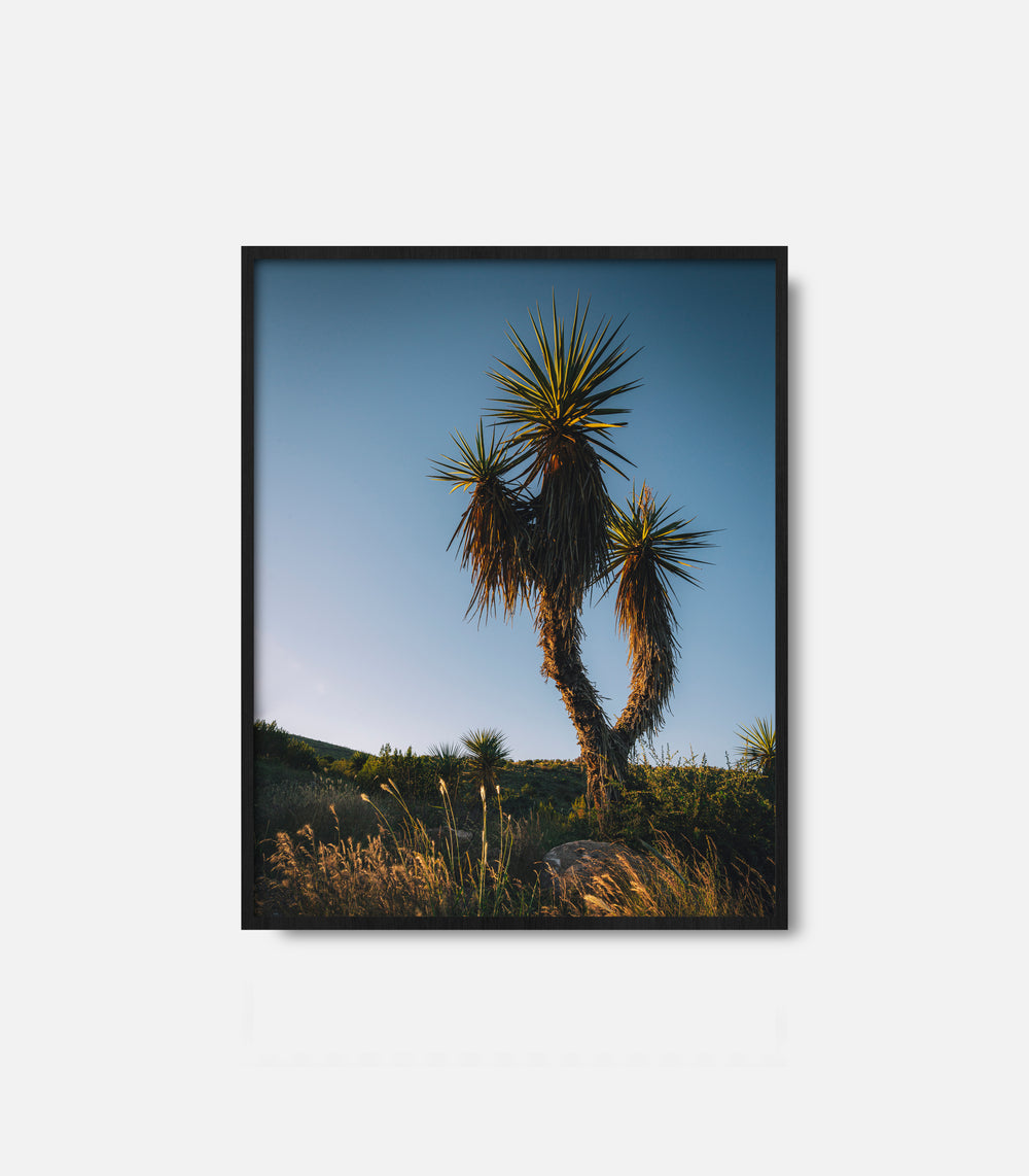 Framed desert wall art featuring cactus under blue sky, calm modern decor