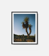 Framed desert wall art featuring cactus under blue sky, calm modern decor