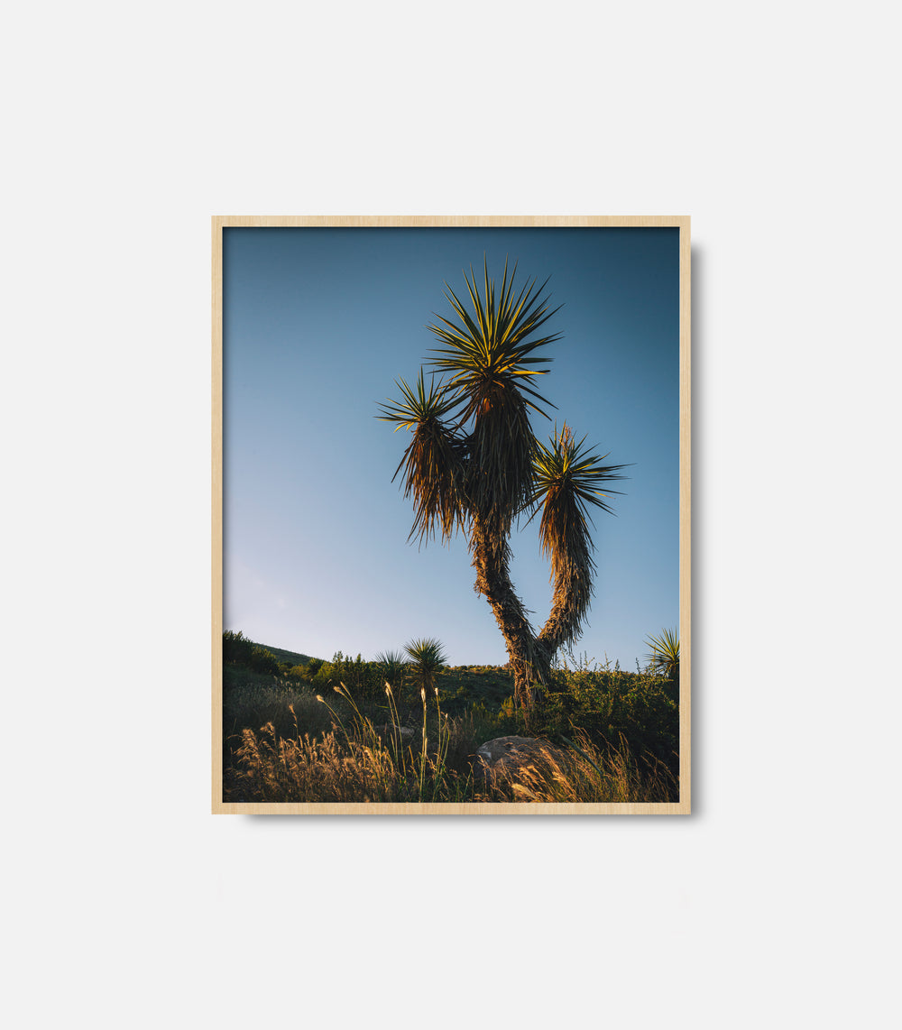 Desert landscape wall art with cactus in framed print, natural interior decor