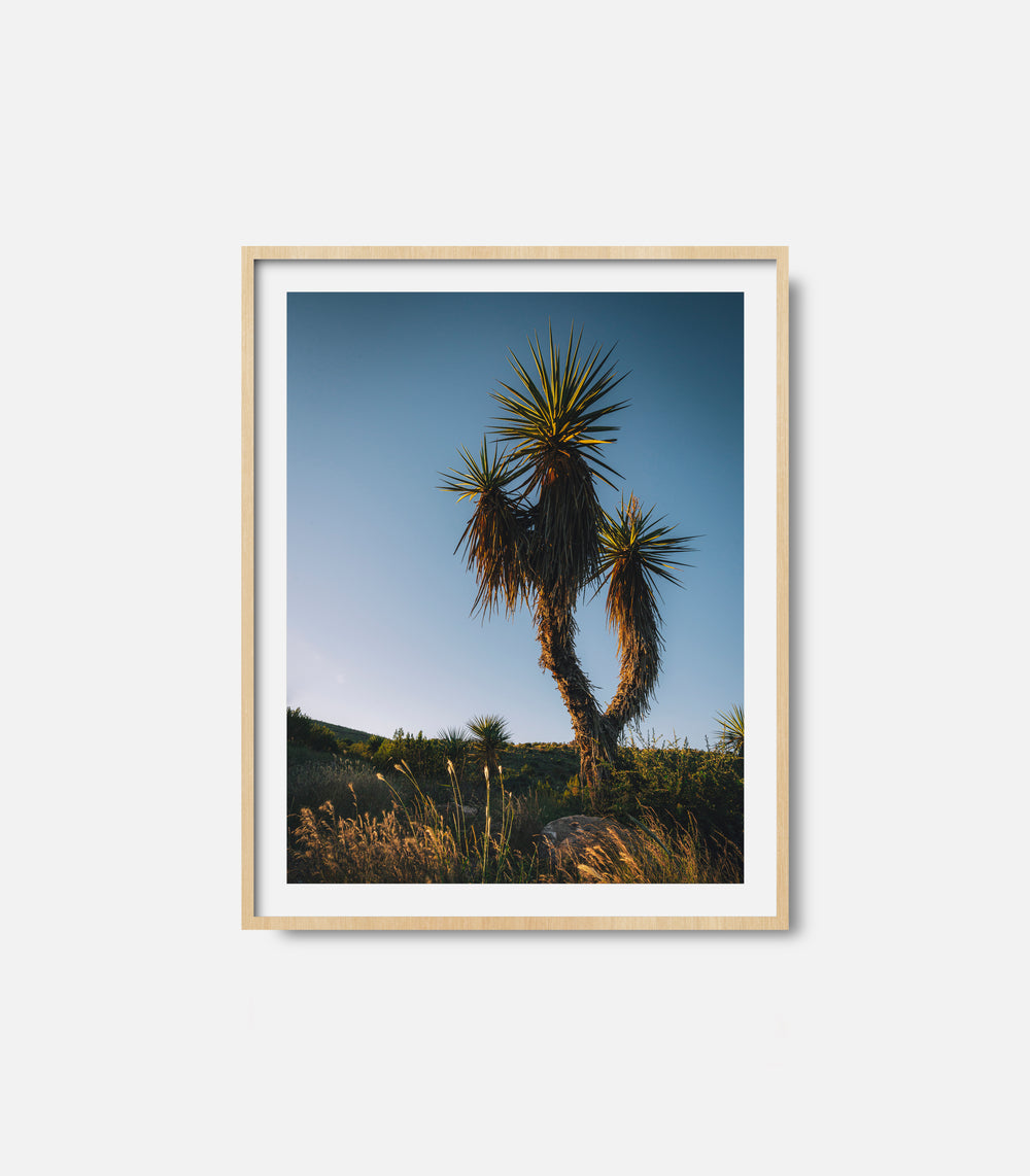 Desert photography wall art featuring cactus and sunlight, framed decor